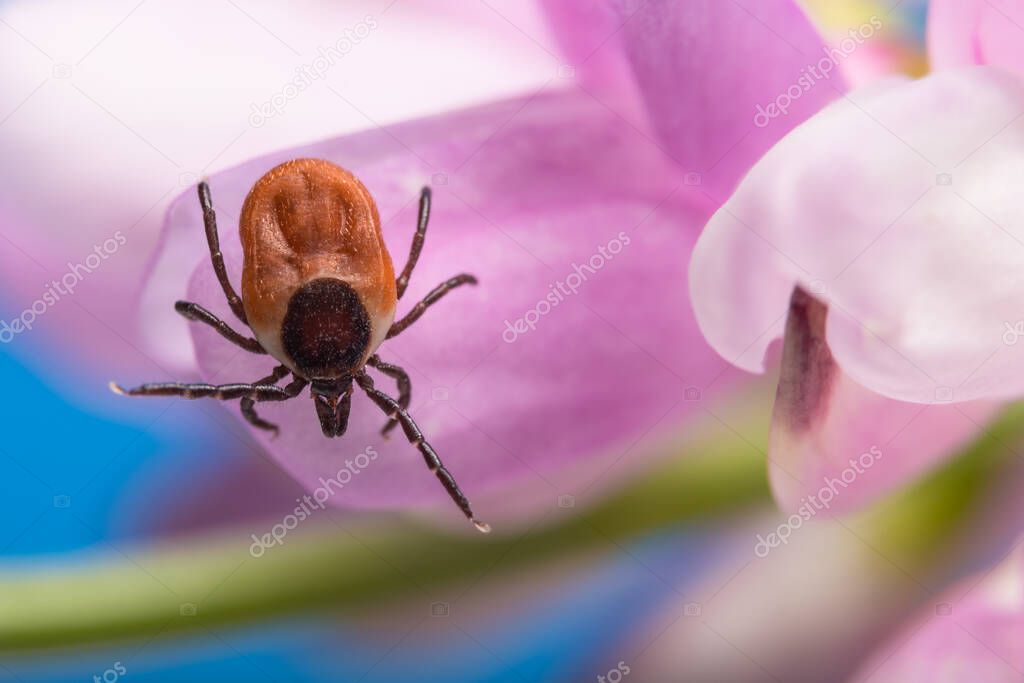Deer tick lurking on pink clover bloom. Ixodes ricinus or scapularis. Trifolium. Female parasitic mite crawling on a trefoil flower detail in spring nature. Dangerous health risk. Tick-borne diseases.