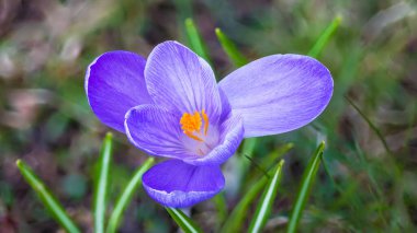 Violet Crocus çiçek başı detayı. Iris ailesinden ilkbahar bitkisi. İdaceae. Güzel mor çiçekli bir bitki ve eğri bir taç yaprağı. Beyaz çizgili yeşil yapraklar. Doğal natürmort. Seçici odak.