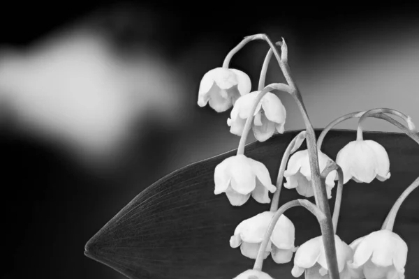 Delicate Lily Valley Flowers Closeup Spring Black White Sky Convallaria — Stock Photo, Image