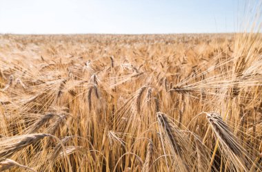Kırsal mısır tarlasında, ufukta mavi gökyüzü olan olgun arpa dallarına yakın çekim. Hordeum vulgare. Kuru taneli ve uzun tenteli altın mısır kulakları. Tarım alanı detayı. Doğal tahıl mahsulü. Hasat..