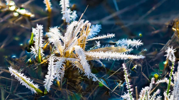 Morgenvorst Natte Natuurlijke Weide Witte Ijskristallen Grassprieten Zonneschijn Vorst Droog — Stockfoto