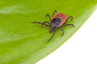 Yeşil yapraktaki geyik kenesi beyaz arkaplanda izole edilmiş. Ixodes ricinus veya skapularis. Doğal bir bitkinin üzerinde sürünen parazit akarların yakın çekimi. Tehlikeli böcek, viral ve bakteriyel enfeksiyon taşıyıcısı.