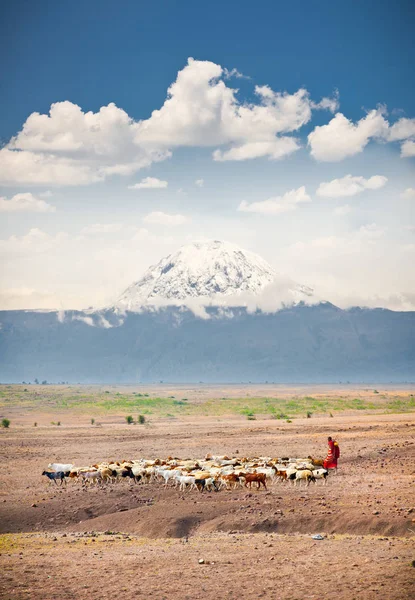 Masai Pastores Manada Sabana Con Una Nieve Cubierta Monte Kilimanjaro — Foto de Stock