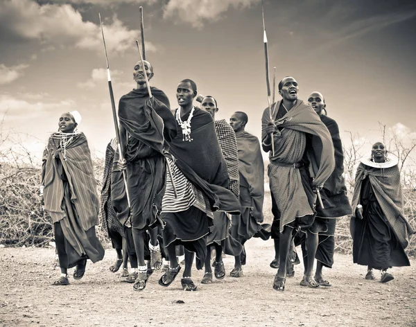 Tansania Afrika Februar 2014 Masai Krieger Tanzen Traditionelle Sprünge Als — Stockfoto