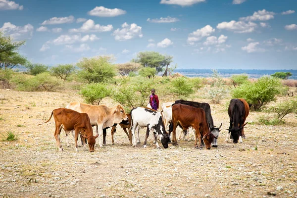 Tanzania Africa February 2014 Penggembala Muda Masai Kawanan Dan Melindungi — Stok Foto