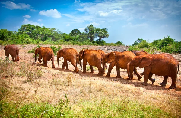 Herd Baby Elephants Kenya Afrika — Stock Photo, Image