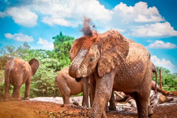 Herd Elephants Enjoying Mud Kenya Afrika — Stock Photo, Image