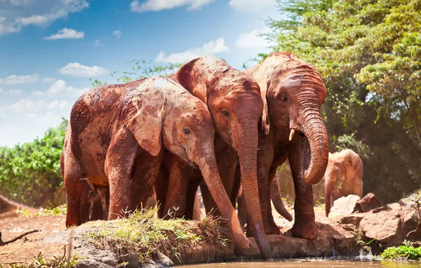 Elephants Small Watering Hole Kenya Afrika — Stock Photo, Image