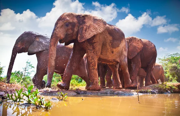 Herd Elephants Pass River Kenya Afrika — Stock Photo, Image