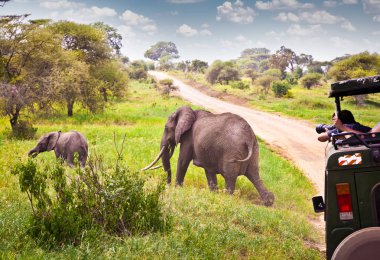 Afrika savana mera üzerinde filler aile. Tanzanya, Afrika. 