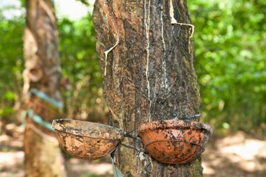 Vietnam 'daki kauçuk ağaçlarının çiftliklerine bir fincan süt..