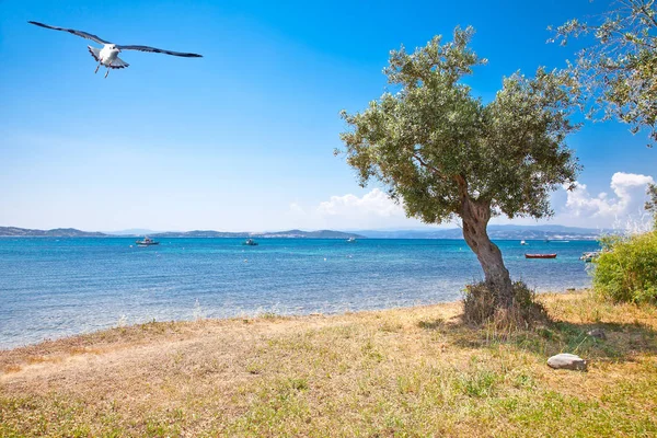 Όμορφη Πανοραμική Θέα Στο Αιγαίο Πέλαγος Στην Ουρανούπολη Χερσόνησος Του — Φωτογραφία Αρχείου