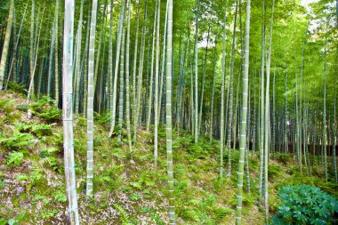 Japonya, Kyoto, Arashiyama 'daki Bambu Ormanı ve Zen Bahçesi