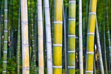 Japonya, Kyoto, Arashiyama 'daki Bambu Ormanı ve Zen Bahçesi