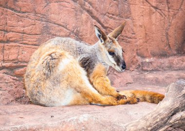 Kırmızı Kanguru (Macropus rufus, siyah ayaklı kaya-wallaby) Sidney, Avustralya kaya üzerinde