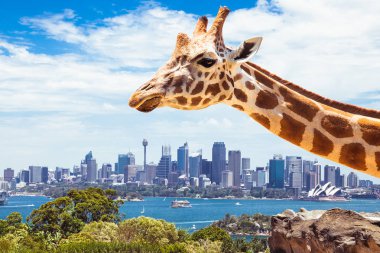 Taronga Hayvanat Bahçesi 'ndeki zürafa, Sydney finans bölgesine bakıyor. Avusturalya.