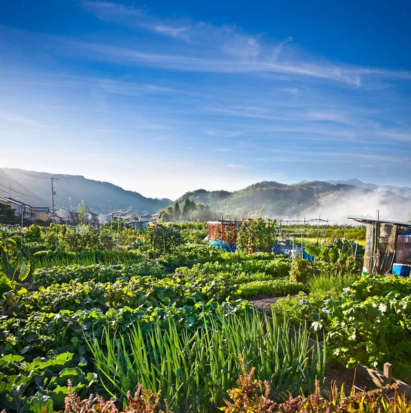 Vegetable garden with various edible plants in Kyoto district,  Japan.