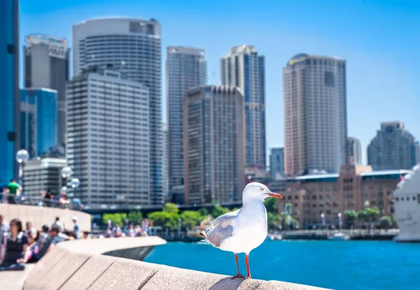 Seagull Framför Sydney Hamn Stad Solig Dag Australien — Stockfoto