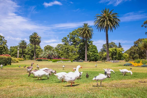 Famille Oie Dans Étang Par Une Journée Ensoleillée Australie — Photo