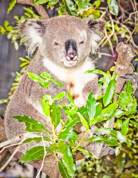 オーストラリアのグレー Koala Bear Euclia Tree Sydney Nsw Australia — ストック写真