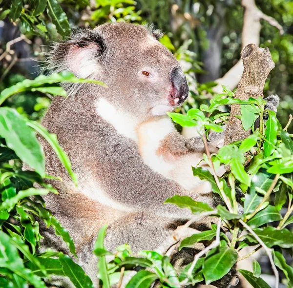 Australsk Grå Koala Bjørn Eukalyptustræ Sydney Nsw Australien - Stock-foto