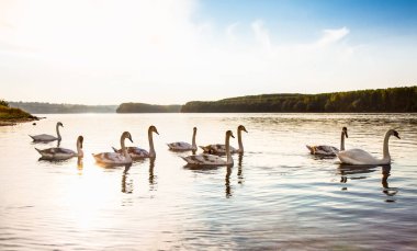 Kuğu ailesi Sırbistan 'ın Novi Sad kentindeki Tuna Nehri üzerinde yüzüyor.