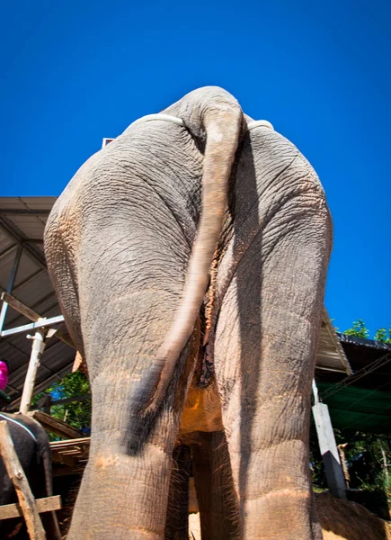 Elephant Trekking Phuket Island Tourists Attraction Thailand — Stock Photo, Image