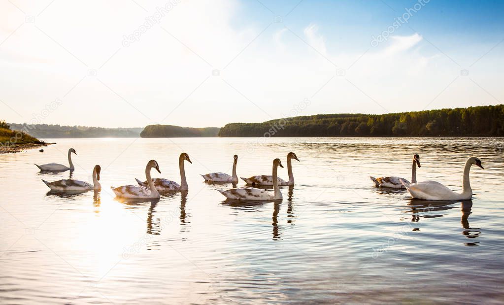 The family of swans floats on the Danube River in Novi Sad, Serbia.