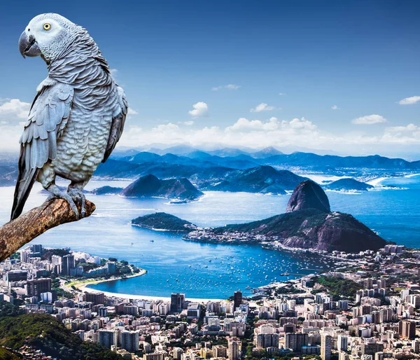 Graupapagei Und Blick Auf Rio Janeiro Und Zuckerhut Brasilien — Stockfoto