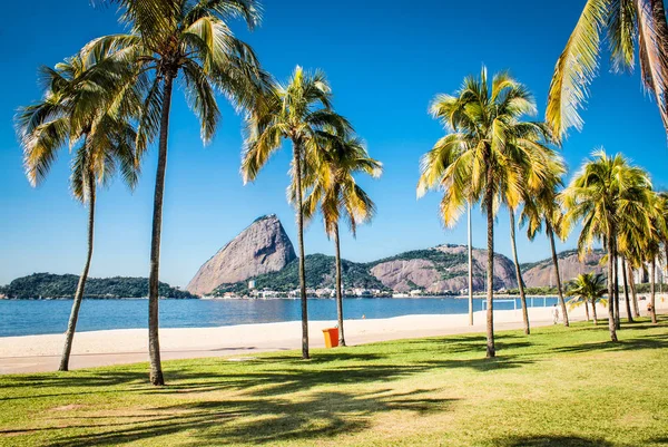 Palme Sulla Spiaggia Botafogo Sugarloaf Mountain Rio Janeiro Brasile — Foto Stock