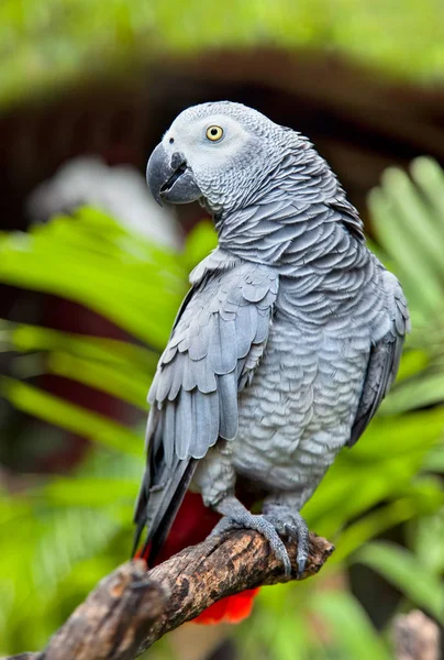 Африканський Сірий Папуга Природи Оточує Psittacus Erithacus Балі Індонезія — стокове фото