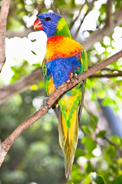 澳大利亚彩虹花瓣 澳大利亚美丽的鸟在树枝上 — 图库照片