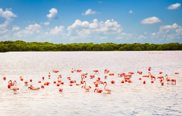 里约拉加托斯泻湖的火烈鸟 这是自然保护区的一部分 尤卡坦 墨西哥 — 图库照片