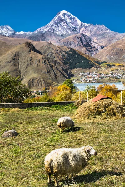Ovejas Pasto Las Tierras Altas Kazbegi Stepantsminda Pueblo Georgia Europa — Foto de Stock