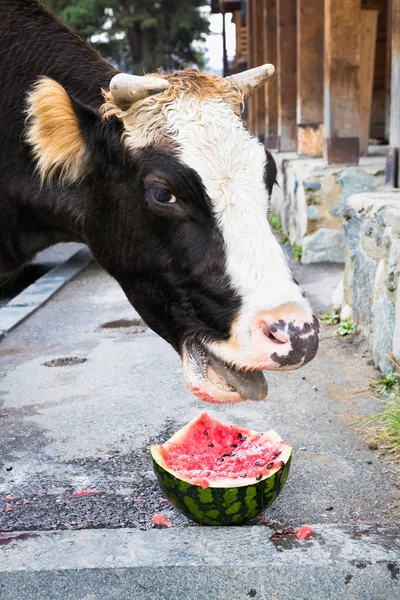 Kuh Isst Wassermelone Auf Der Straße Mestia Georgien Europa — Stockfoto