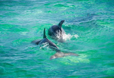 Dolphin Jumping in turquoise water near San Pedro island, Belize. clipart