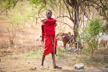 Tanzanya, Afrika-Şubat 9, 2014: Genç Masai çobanları sürü ve onların keçi Savannah 9 Şubat 2014 korumak. Tanzanya, Afrika.