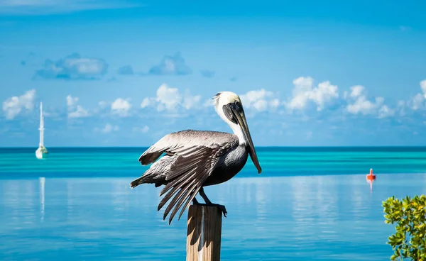 Pelikan Ptaków Spoczywających Drewnianym Filarze Przed Wodami Morza Belize — Zdjęcie stockowe