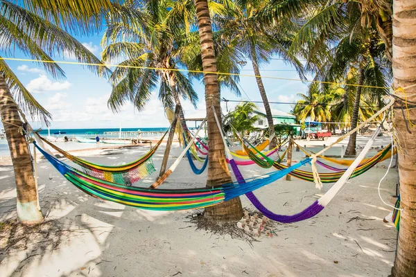 Tropical scene- hammocks between palm trees on sandy beach  in Caye Caulker island, Belize.