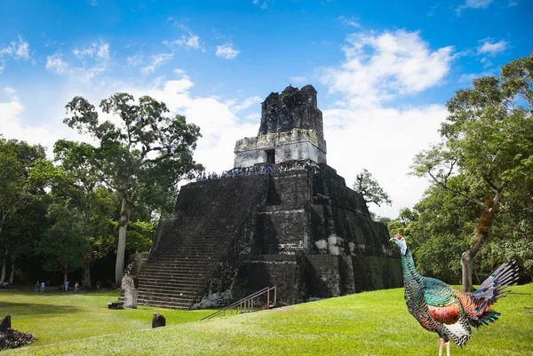Wilde Kalkoen Het Groene Gras Gran Plaza Van Tikal Guatemala — Stockfoto
