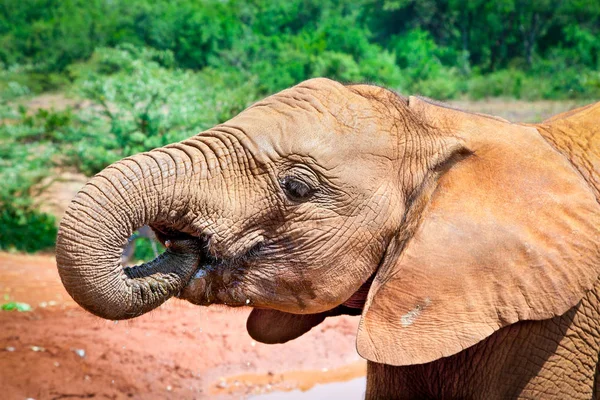 Elephant Small Watering Hole Kenya Afrika — Stock Photo, Image