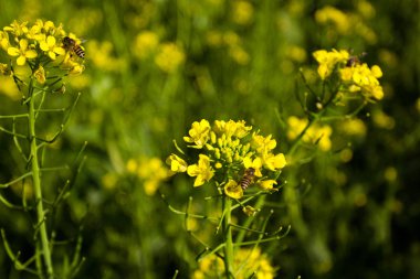 Sarı çiçekli yağlı tohum tecavüz alan