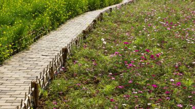 Renkli calliopsis çiçek çiçek açan güneş ışığı altında