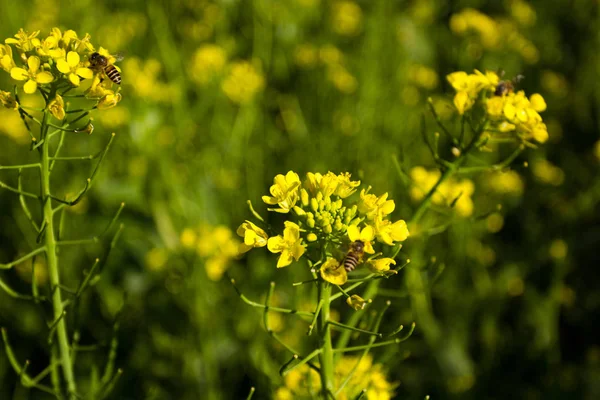 Sarı çiçekli yağlı tohum tecavüz alan
