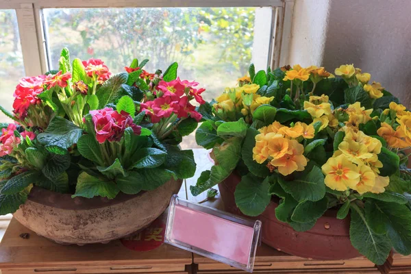 Bahar primula polyanthus saksı içinde