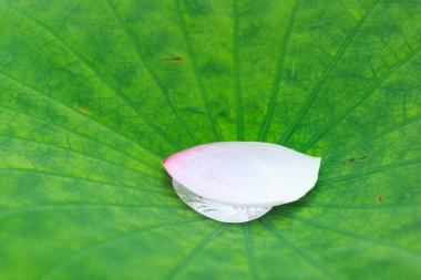 Petal Lotus yeşil yaprak üzerinde