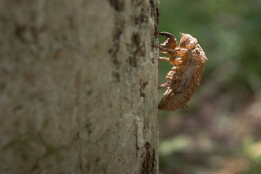 Ağustosböceği ağaç kabuğu, exoskeleton ağustosböceği üzerinde tüy dökme