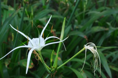 Beyaz örümcek orkide yeşil yaprakları arka plan içinde Xiamen Garde