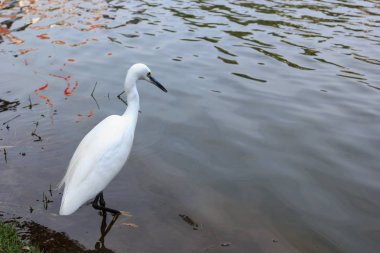Küçük ak balıkçıl balık için arıyorsunuz