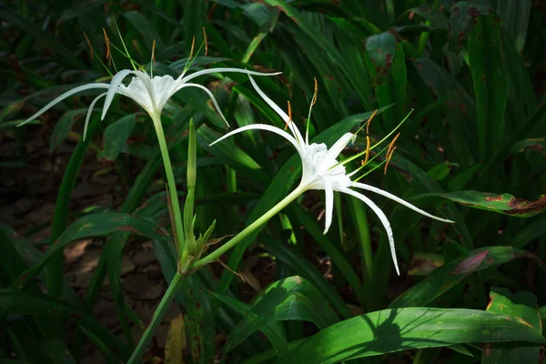 Beyaz örümcek orkide yeşil yaprakları arka plan içinde Xiamen Garde